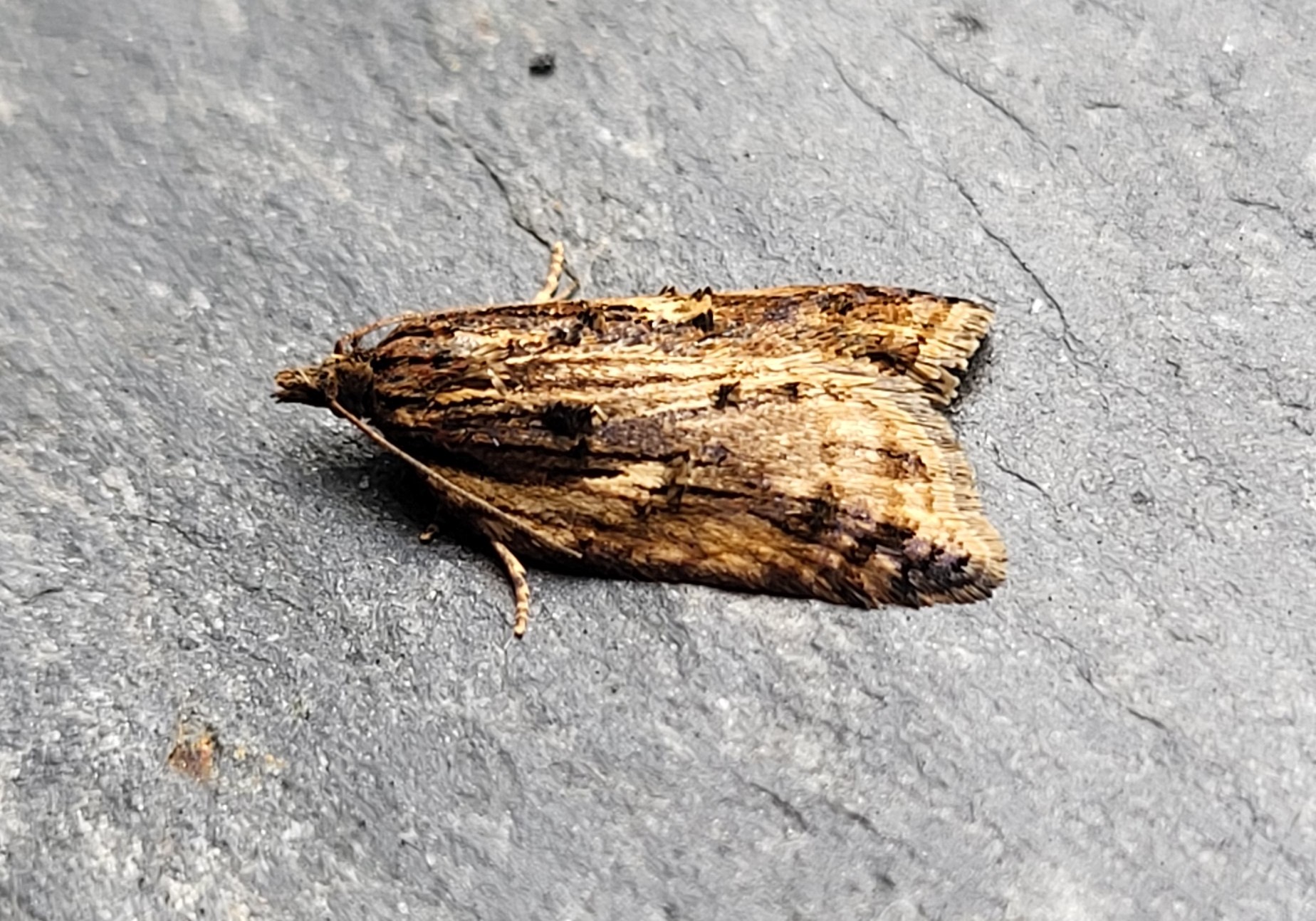 Photo of Dark-streaked Button (Acleris umbrana)